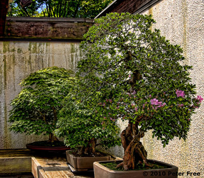 Picture by Peter Free of three bonsai trees illustrating how life figuratively grinds away our obtuse spots.